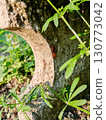 Red firebugs on concrete bench leg with green weeds, urban nature close-up 130773042