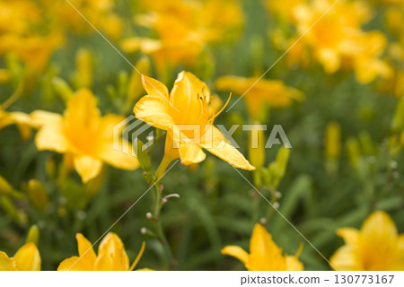 黃色的萱草(Hemerocallis)正在盛開。這朵萱草的名字叫做「和平」。 黃色的萱草(Hemerocallis)正在盛開。這朵萱草的名字叫做「和平」。 130773167