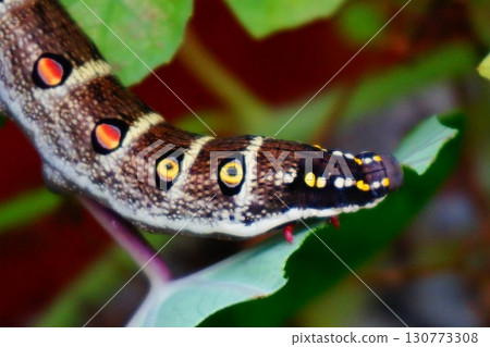 Striped sparrow larva caterpillar eye pattern 130773308