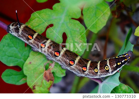 Striped sparrow larva caterpillar eye pattern Striped sparrow larva caterpillar eye pattern 130773310