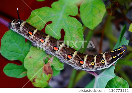 Striped sparrow larva caterpillar eye pattern 130773311