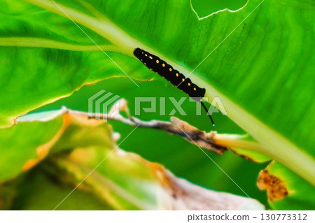 Striped sparrow larvae caterpillars eye-like patterns young larvae 130773312