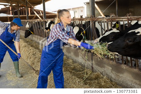 Positive girl farmer takes armful of straw from pile and gives it to cows. 130773381