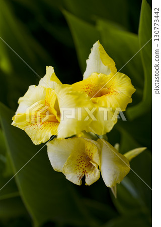 Colorful canna flowers are blooming. The scientific name is Cannaceae. 130773442