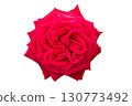Red rose close up isolated on white background 130773492