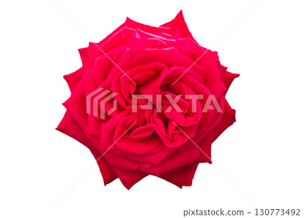 Red rose close up isolated on white background Red rose close up isolated on white background 130773492