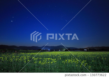 Sunflower fields and summer starry sky / Mashiko Town, Tochigi Prefecture 130773622