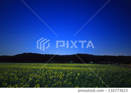 Sunflower fields and the Summer Triangle / Mashiko Town, Tochigi Prefecture 130773625