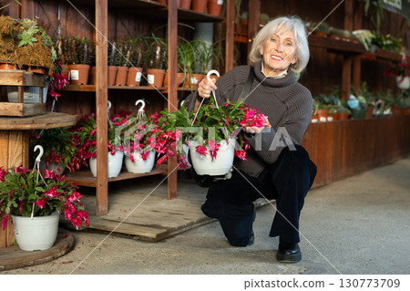 Mature woman choosing a large schlumbergera Mature woman choosing a large schlumbergera 130773709