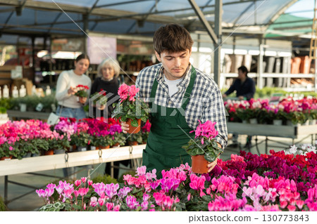 Guy employee of garden center is busy working with plants, potted cyclamen 130773843