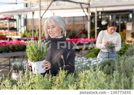 Senior woman buy potted French lavender plant in shop Senior woman buy potted French lavender plant in shop 130773850