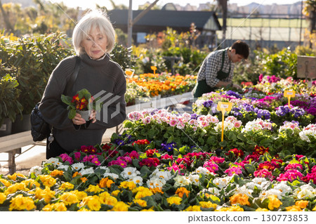 Elderly woman choosing primrose in the store Elderly woman choosing primrose in the store 130773853
