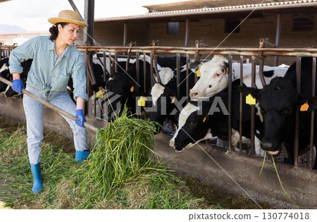 Female farmer feeds cows with grass in cowshed of dairy farm 130774018