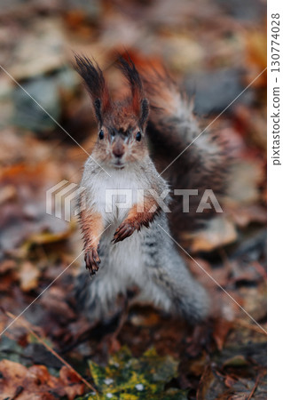 A red squirrel in the autumn forest in its natural habitat. A close-up portrait of a squirrel. The forest is full of muted colors on the eve of winter. A red squirrel in the autumn forest in its natural habitat. A close-up portrait of a squirrel. The forest is full of muted colors on the eve of winter. 130774028