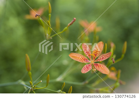 The orange lily flowers are in bloom. The scientific name is Iris domestica. 130774126