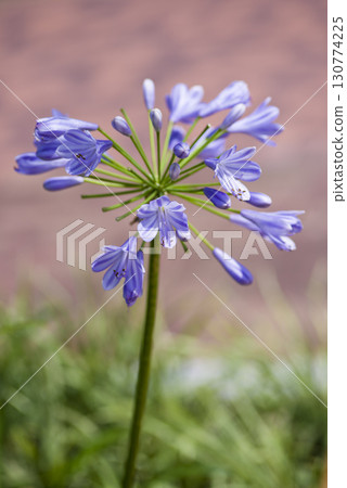 黑莓百合、日本扁柏、亞洲月桂、黑莓百合、豹紋花、日本扁柏 130774225