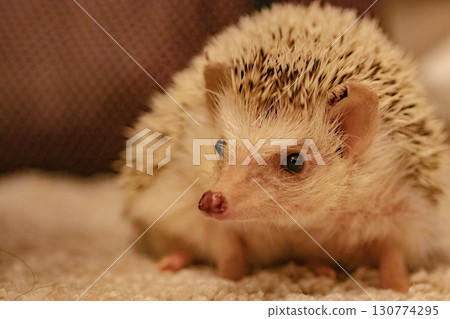 Hedgehog baby Hedgehog baby 130774295