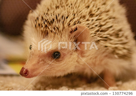 行走的刺蝟 行走的刺蝟 130774296