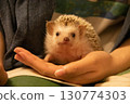 Hedgehog in the hand 130774303