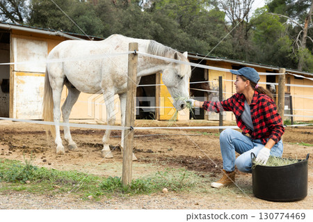 Girl stable worker feeding horses fresh hay in paddock 130774469