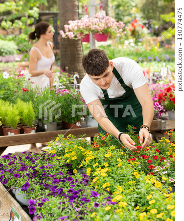 Male gardener takes care of potted flowers calibrachoa (million bells) on flowers store 130774475