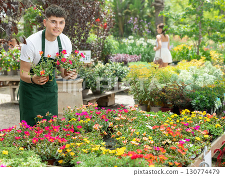 Floriculturist arranging pots with blooming portulaca on flower display Floriculturist arranging pots with blooming portulaca on flower display 130774479