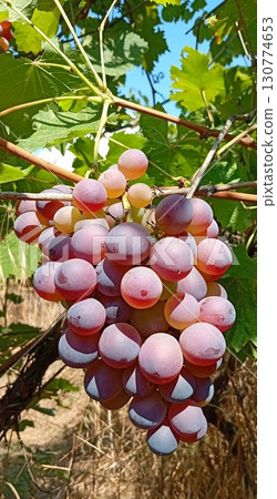 Bunches of grapes hang in an autumn garden Bunches of grapes hang in an autumn garden 130774653