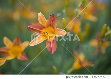Orange Hemerocallis (Daylily). The name of this daylily is Flaming Glory. 130774808