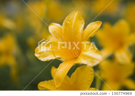 黃色的萱草（Hemerocallis）正在盛開。這朵萱草的名字叫Coteus。 130774969