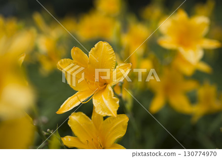 黃色的萱草（Hemerocallis）正在盛開。這朵萱草的名字叫Coteus。 130774970