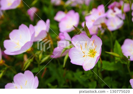 Hiruzakitsukimisou, day-blooming evening primrose, flowers Hiruzakitsukimisou, day-blooming evening primrose, flowers 130775020