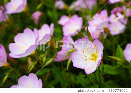 蛺蝶月見草，日開月見草，花朵 130775021