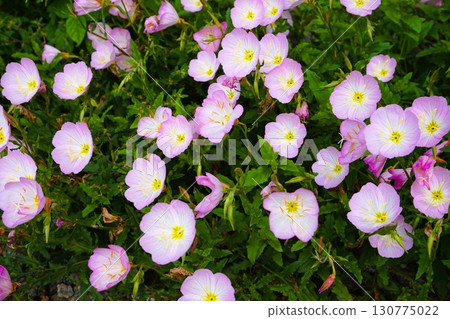 蛺蝶月見草，日開月見草，花朵 130775022