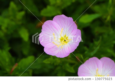 Hiruzakitsukimisou, day-blooming evening primrose, flowers Hiruzakitsukimisou, day-blooming evening primrose, flowers 130775023