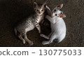 Cute little kittens playing together on the floor. Selective focus. Old cement floor in a dark corner. 130775033