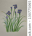 Irises drawn with watercolor pencils 130775065