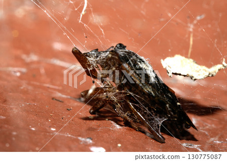 Dead insect caught in a spiders web half eaten close up 130775087