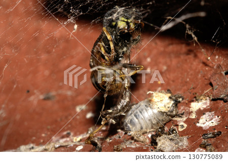Dead wasp insect caught in a spiders web half eaten close up Dead wasp insect caught in a spiders web half eaten close up 130775089