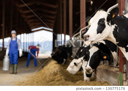 Adult male farmer with can works on dairy farm Adult male farmer with can works on dairy farm 130775178