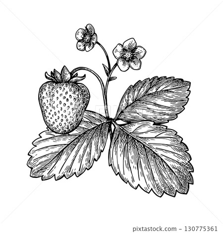 Strawberry branch ink sketch. 130775361
