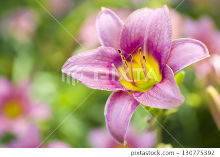 Pink daily (Hemerocallis) is in bloom. The name of this daily is Bengalia. 130775392