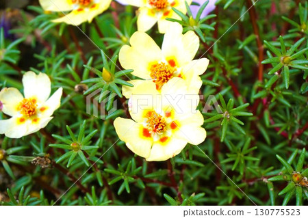 Portulaca grandiflora 130775523