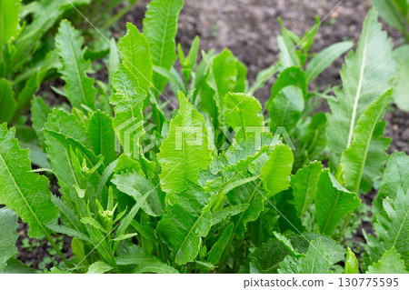 Horseradish with green leaves grows in open organic soil 130775595
