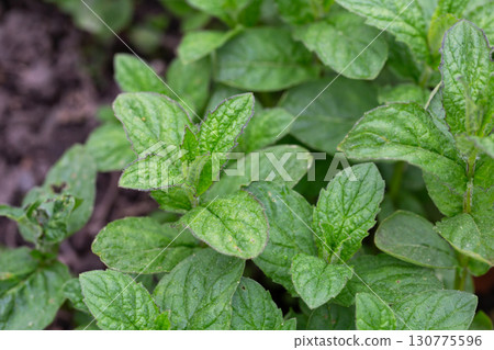 Peppermint (Mentha piperita) is a hybrid species of mint, a cross between watermint and spearmint Peppermint (Mentha piperita) is a hybrid species of mint, a cross between watermint and spearmint 130775596
