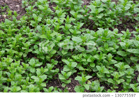 Spices and Herbs, Lovage plant (Levisticum officinale) growing in the garden 130775597