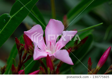 A beautiful pink oleander blooming in the spring A beautiful pink oleander blooming in the spring 130775605