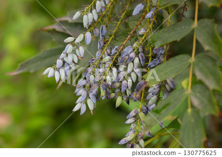 Mahonia aquifolium plant with blue fruits, ornamental evergreen plant 130775625