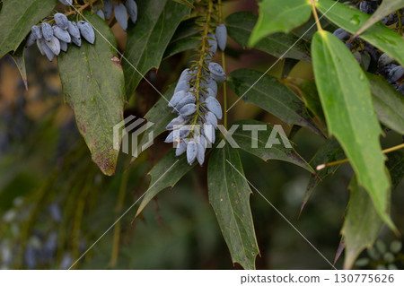 Mahonia aquifolium plant with blue fruits, ornamental evergreen plant Mahonia aquifolium plant with blue fruits, ornamental evergreen plant 130775626