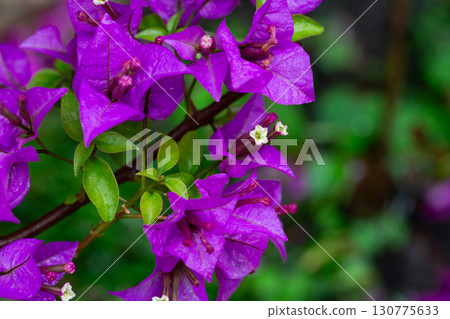 Close-up of single bougainvillea flower. Bougainvillea glabra is a plant in the Nyctaginaceae family and the Bougainvillea genus. Ornamental plant Close-up of single bougainvillea flower. Bougainvillea glabra is a plant in the Nyctaginaceae family and the Bougainvillea genus. Ornamental plant 130775633