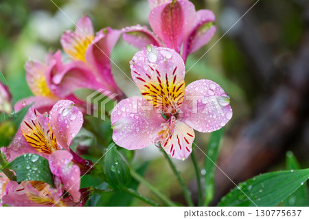 Pink Alstroemeria close-up, known as the Peruvian lily in the garden, selective focus. Spring floral pink background. Pink Alstroemeria close-up, known as the Peruvian lily in the garden, selective focus. Spring floral pink background. 130775637